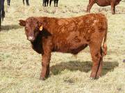 2016 Steer Calf 455