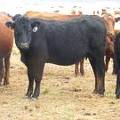 2016 Three Year Old Cow 96A