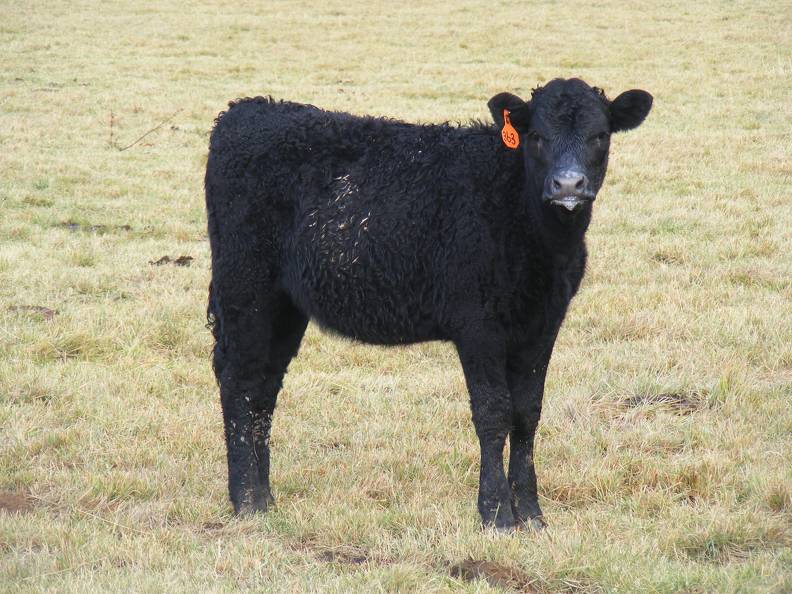 2016 Heifer Calf 363
