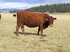 2016 Fourteen year Old Cow 393