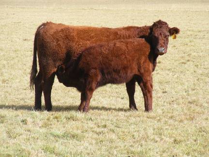 2016 Fifteen Year Old Cow 210