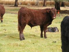 SOLD 2016 Yearling Bull 613