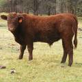 SOLD 2016 Yearling Bull 032