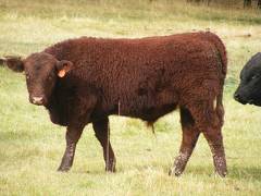 613 (833) Weaner Bull for Sale 2016