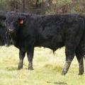 SOLD 610 (507) Weaner Bull for Sale 2016