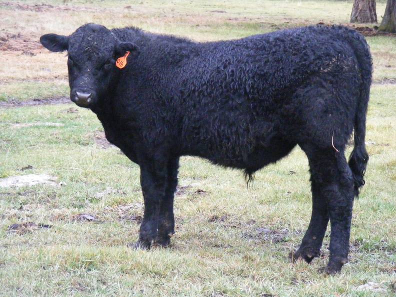 614 (016) Weaner Bull for Sale 2016