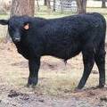 614 (016) Weaner Bull for Sale 2016