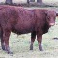 601 (28=) Weaner Bull for Sale 2016
