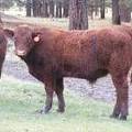 SOLD 2016 Yearling Bull 032