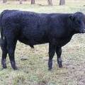 Herdsire 611 (93=)  Weaner Bull 2016