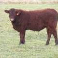 606 (108) Weaner Bull for Sale 2016