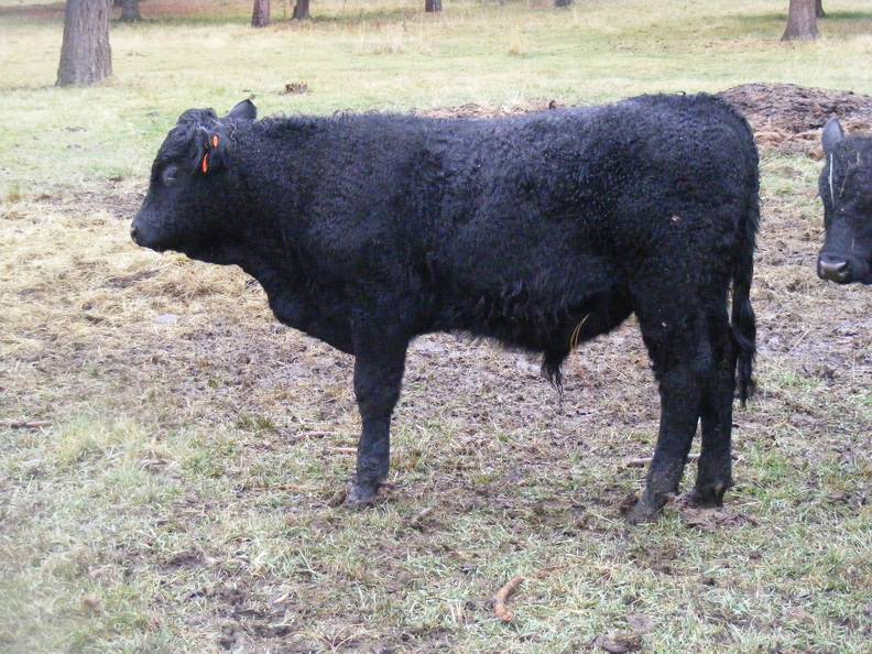 617 (166) Weaner Bull for Sale 2016