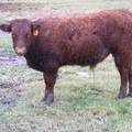 619 (283) Horned Weaner Bull for Sale 2016