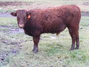 619 (283) Horned Weaner Bull for Sale 2016