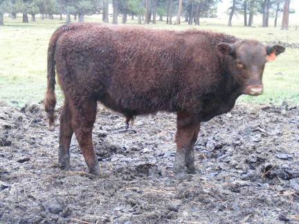 SOLD 2016 Yearling Bull 358