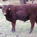 2016 Yearling Bull 460
