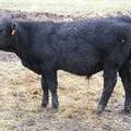 627 (462) Weaner Bull for Sale 2016