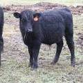627 (462) Weaner Bull for Sale 2016
