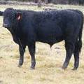 SOLD 610 (507) Weaner Bull for Sale 2016