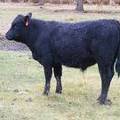 SOLD 602 (567) Weaner Bull for Sale 2016