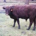 603 (582) Weaner Bull for Sale 2016