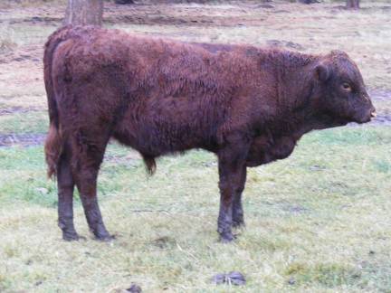 603 (582) Weaner Bull for Sale 2016