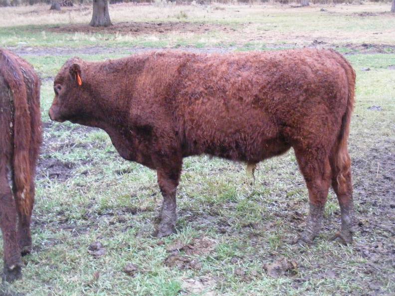 SOLD 2016 Yearling Bull 646