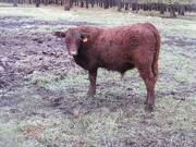 607 (669) Weaner Bull for Sale 2016
