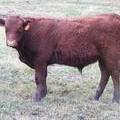 626 (674) Weaner Bull for Sale 2016