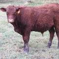626 (674) Weaner Bull for Sale 2016