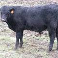 Herdsire 625 (701) Weaner Bull 2016