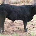 SOLD 609 (724) Weaner Bull for Sale 2016