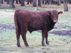 630 (731) Weaner Bull for Sale 2016