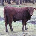 630 (731) Weaner Bull for Sale 2016