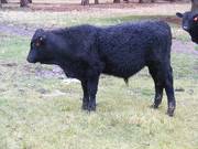 618 (737) Weaner Bull for Sale 2016