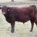 628 (739) Weaner Bull for Sale 2016