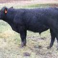 SOLD 2016 Yearling Bull 773