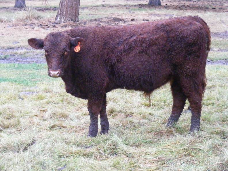 613 (833) Weaner Bull for Sale 2016
