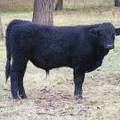SOLD 608 (857)  Weaner Bull for Sale 2016