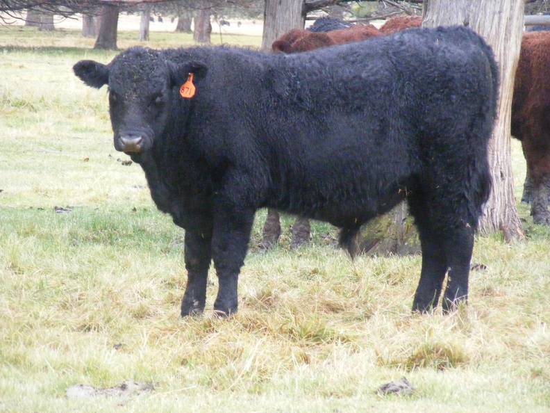 SOLD 2016 Yearling Bull 871