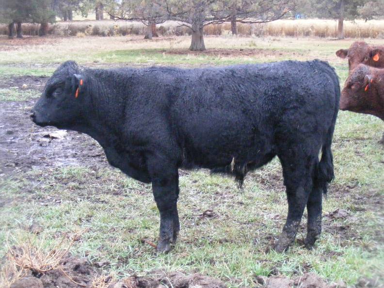 SOLD 2016 Yearling Bull 974