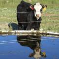 Reflection in water trough
