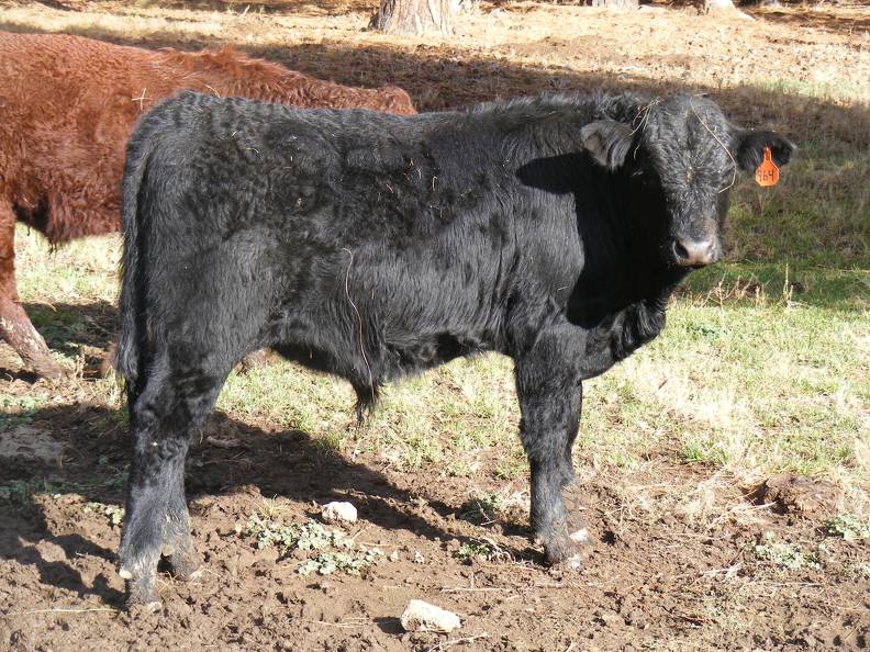 SOLD 2016 Yearling Bull 964