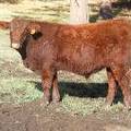 604 (84W) Weaner Bull for Sale 2016