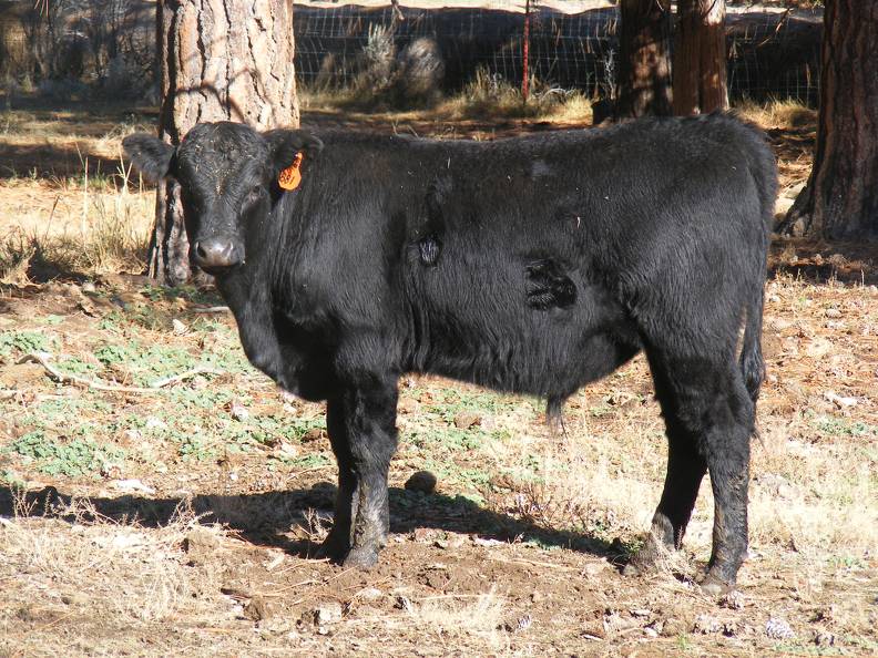 620 (881) Weaner Bull for Sale 2016