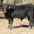SOLD 609 (724)  Weaner Bull for sale 2016