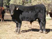 SOLD 609 (724)  Weaner Bull for sale 2016
