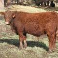 626 (674) Weaner Bull for sale 2016