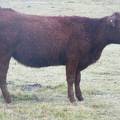 2016 Two year Old Cow 423