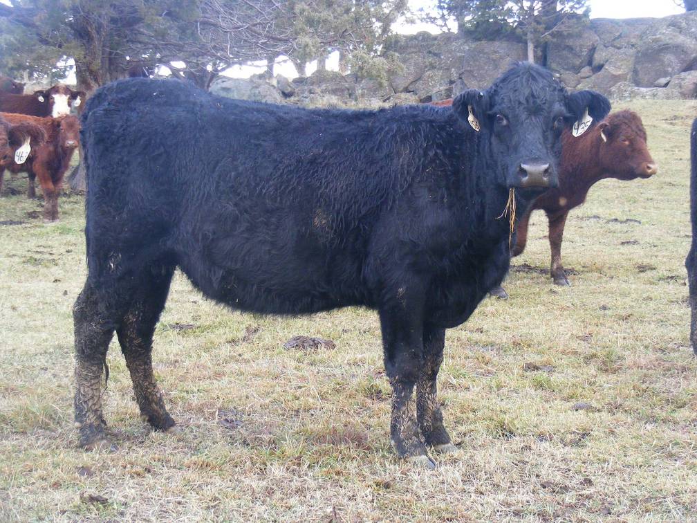 2016 Two year Old Cow 435